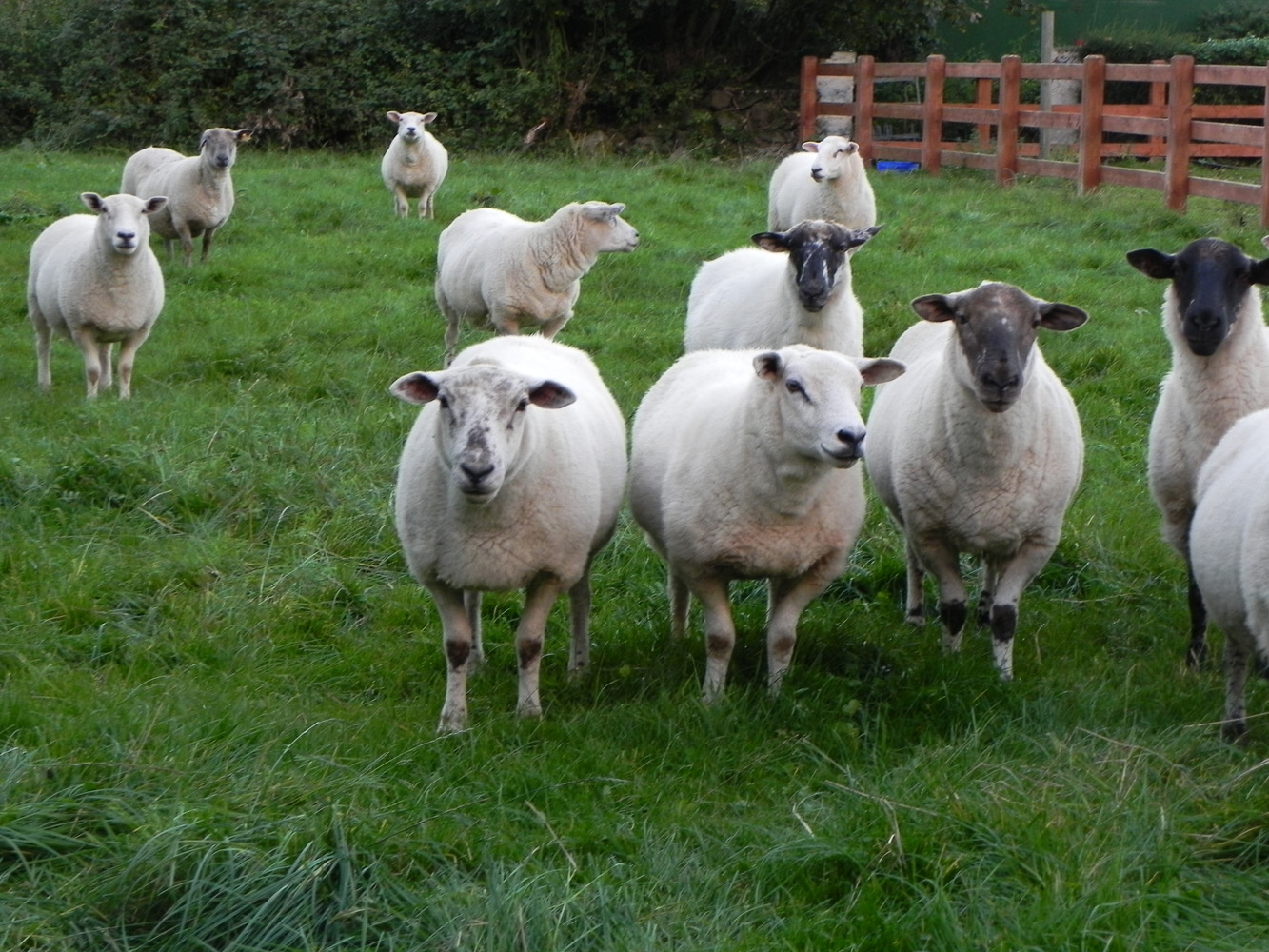 sheep in green meadow