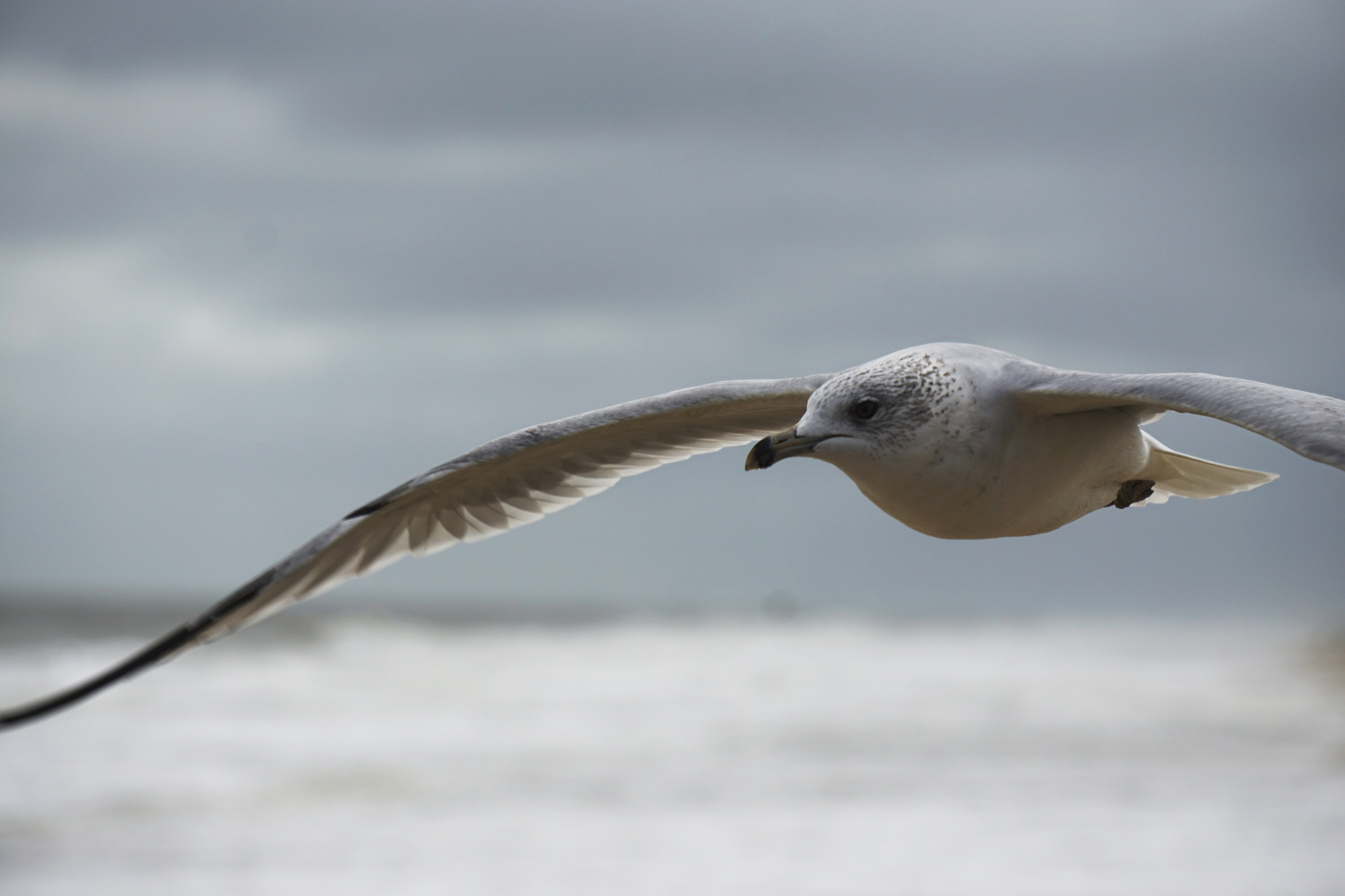 Seagull flying at the beach