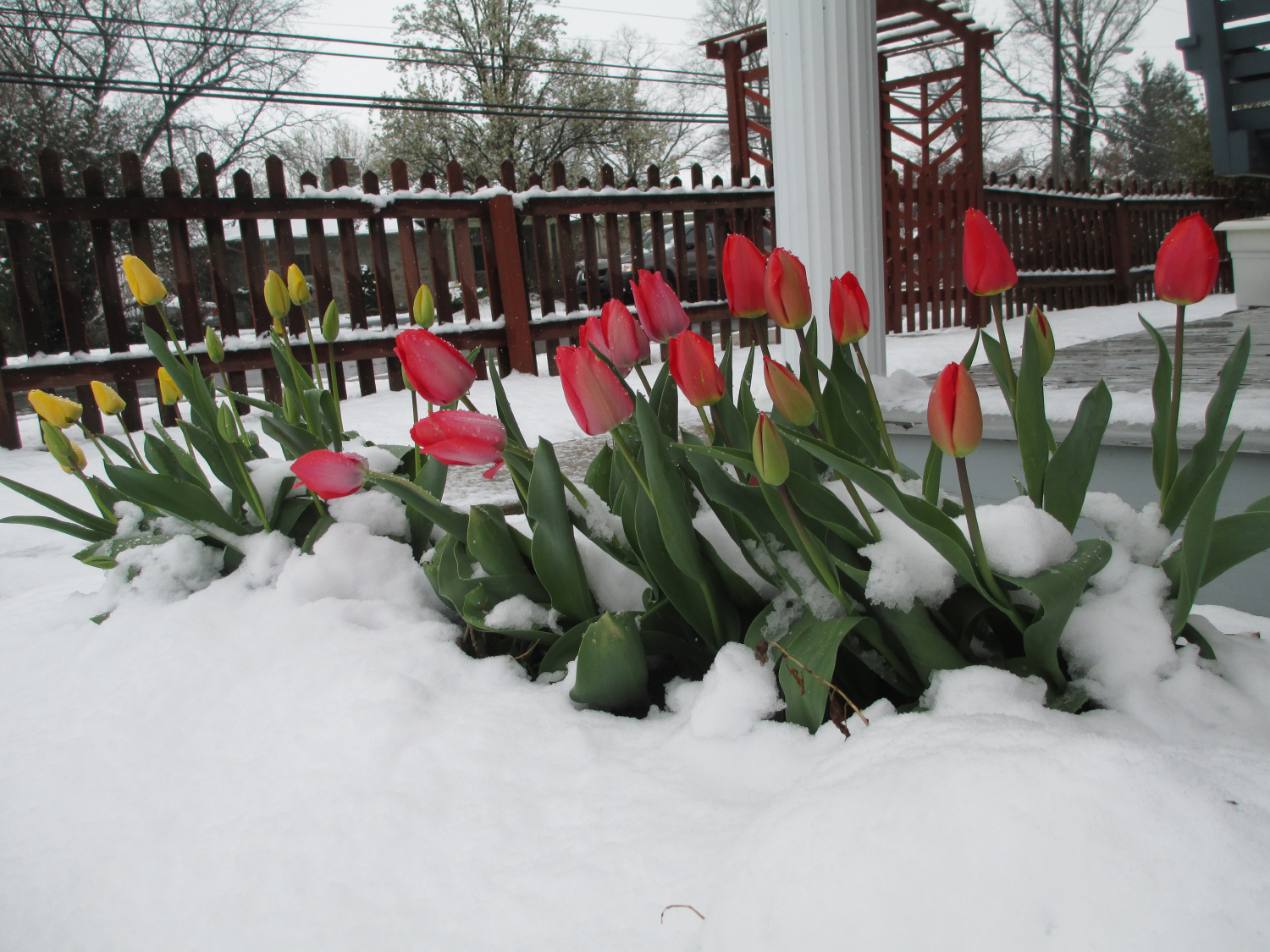 Snow and tulips