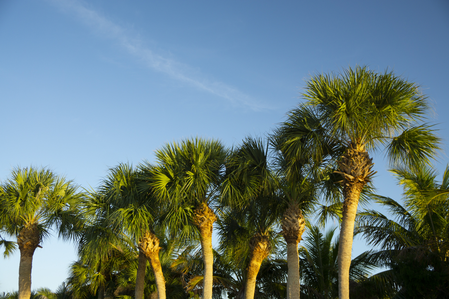 cost of palm trees in florida