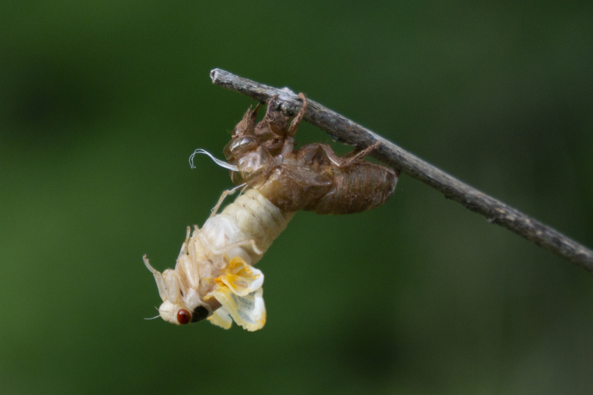 Pictures of 17Year Cicadas in PA