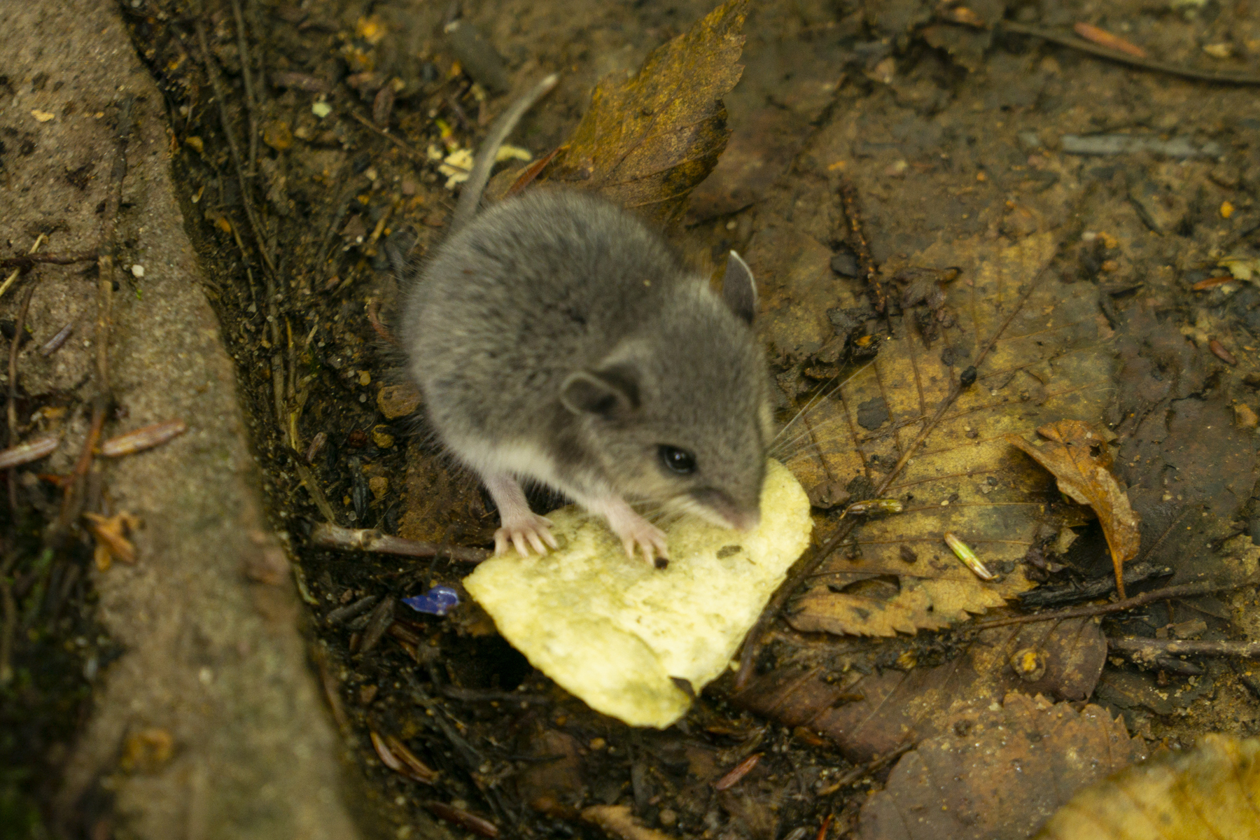 A deer mouse eating a potato chip