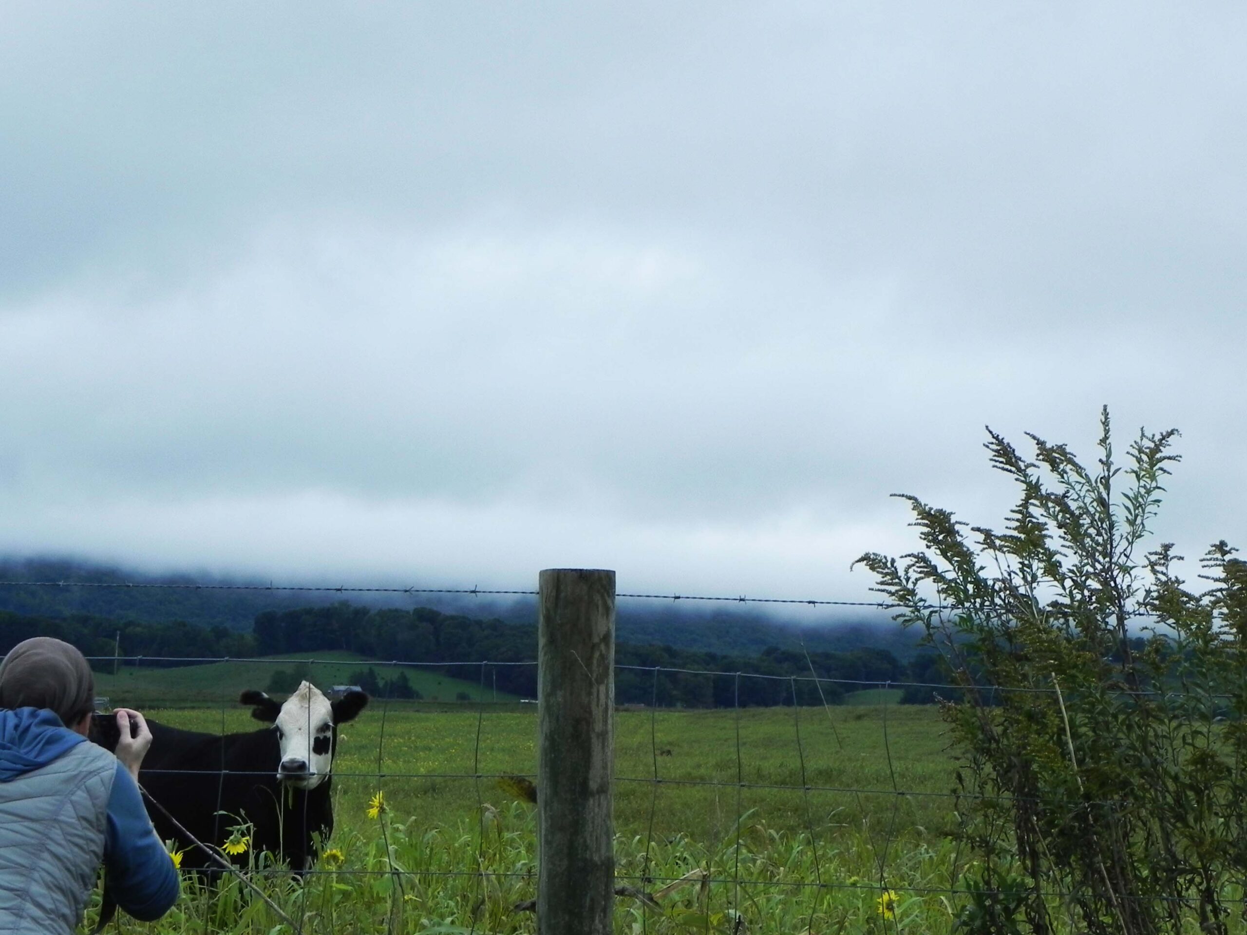 Woman photographing cow in meadow with sunflowers